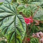 Begonia incarnata Fuelha