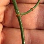 Ephedra foeminea Leaf