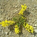 Cytisus decumbens Flor