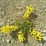 Cytisus decumbens 花