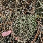 Opuntia macrorhiza List