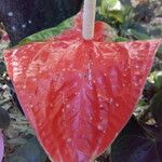 Anthurium andraeanum Flower