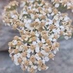 Achillea odorata花