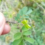 Hippocrepis emerusLeaf