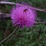 Cirsium rivulare 花