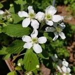 Rubus argutus Květ