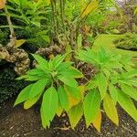 Brugmansia suaveolens Лист