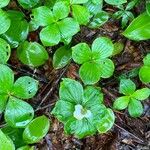 Cornus canadensis Blatt