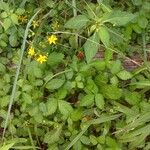 Potentilla indicaFrutto