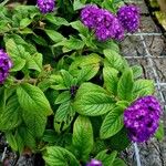 Heliotropium arborescens Cvet
