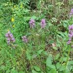 Stachys affinis Flor