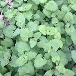 Agastache mexicana Агульны выгляд