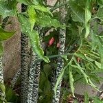 Dracunculus vulgaris Кара