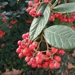 Cotoneaster coriaceus Frugt