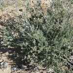 Eriogonum fasciculatum Habitus