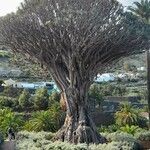 Dracaena dracoBark