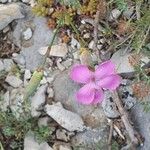 Dianthus godronianus Flower