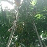 Ptychosperma macarthurii Hoja