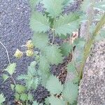 Sanguisorba minor Fuelha