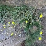 Lactuca viminea Celota