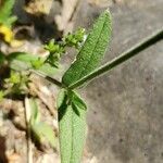 Cerastium fontanum Blatt