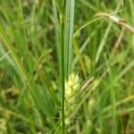 Carex punctata Hostoa