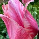 Tulipa grengiolensis Flower