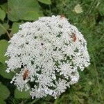 Daucus carota ফুল