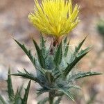 Carthamus lanatusFlower