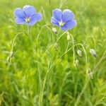 Linum austriacum Fiore