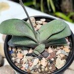 Gasteria glomerata Hoja
