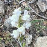 Linaria nivea Flor