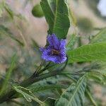 Solanum aviculare Flower