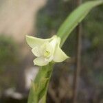 Polystachya bennettiana Flor