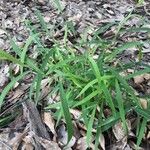 Leersia virginica Habit
