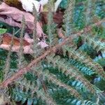 Polystichum polyblepharum Hoja