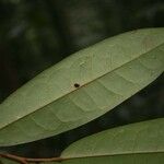 Anaxagorea dolichocarpa Leaf