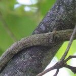 Aristolochia tomentosa Coajă