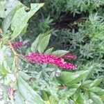 Phytolacca bogotensisFlower