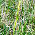 Ophrys exaltata Інше