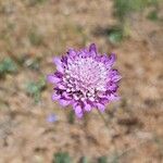 Scabiosa atropurpureaFloare