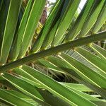 Phoenix canariensis Folha