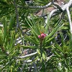 Pinus albicaulis Hábito