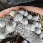 Mammillaria hahniana برگ