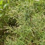 Epilobium coloratum Leaf