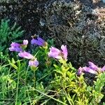 Penstemon davidsonii Habitus