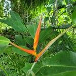 Heliconia latispatha Kvet