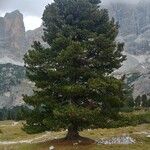Pinus cembra Levél