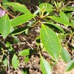 Rhododendron minus Leaf