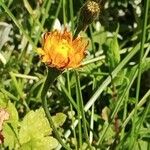 Crepis aurea Flor